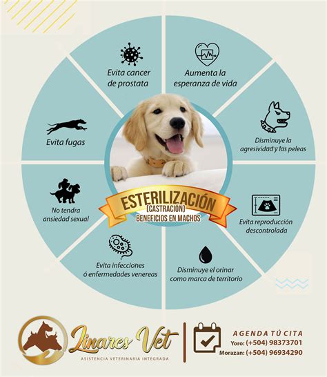 Infografía sobre los beneficios de la esterilización