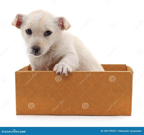 cachorro blanco en caja
