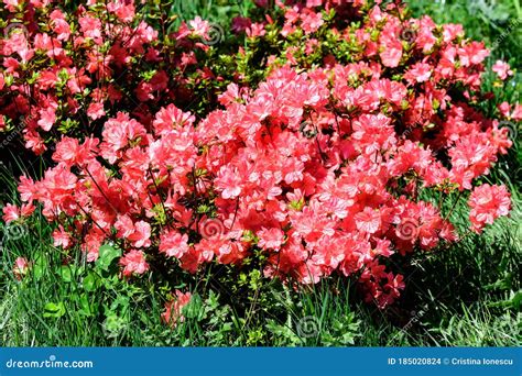 Flores delicadas en un jardín.