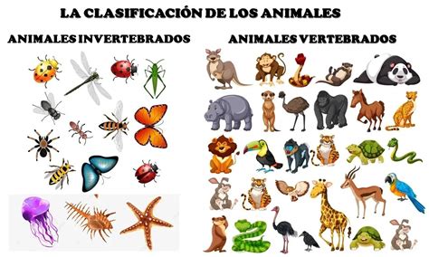 Infografía de los animales a los que se parecen los Sombrero de Paja