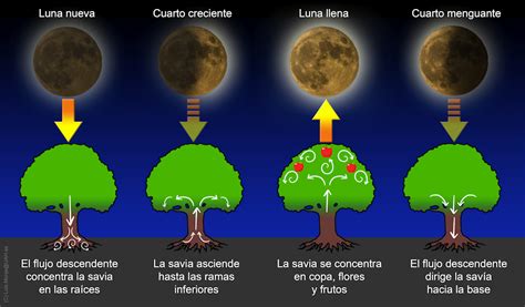 Diagrama explicando la transformación Ōzaru con la Luna y Rayos Bruits