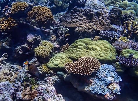 Arrecife de coral sano con colores vibrantes