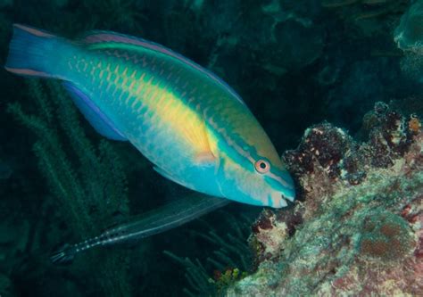 Pez herbívoro comiendo algas en un arrecife de coral