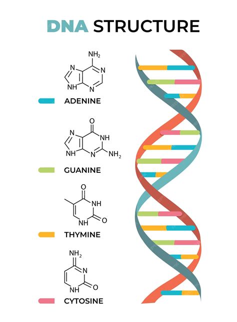 Diagrama de la estructura del Wandenreich