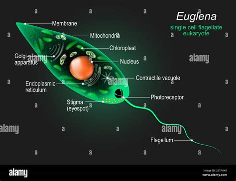 Producto alimenticio a base de Euglena
