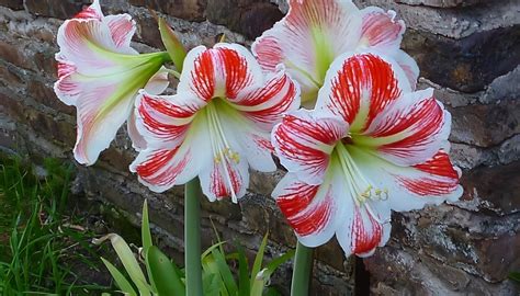 Diversidad de climas donde prosperan las plantas bulbosas