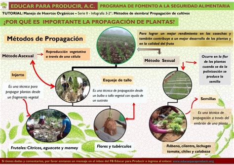 Infografía: Métodos de propagación de plantas bulbosas