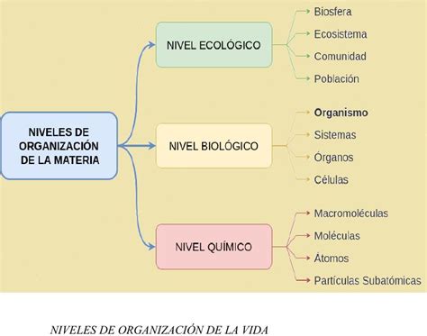 Diagrama de los niveles de Haki de Armamento