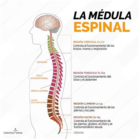 Representación de la médula espinal como punto débil de un titán