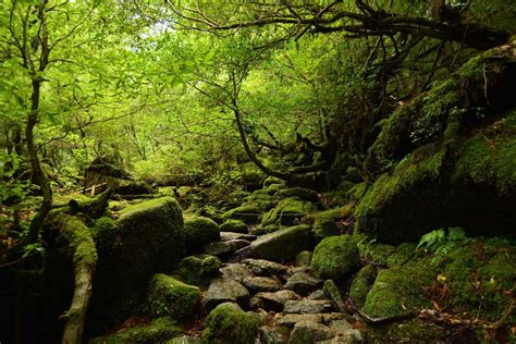 Bosque de la isla de Yakushima, inspiración para La Princesa Mononoke