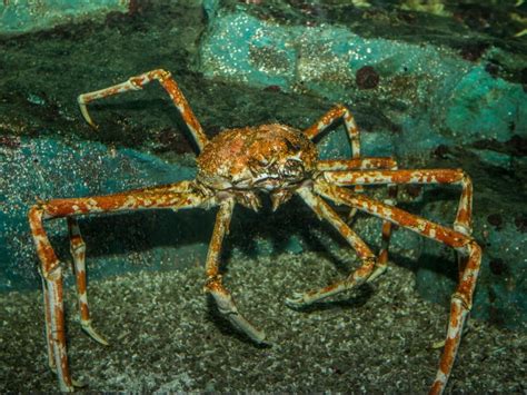 Un cangrejo gigante atacando a los soldados en el fondo del mar