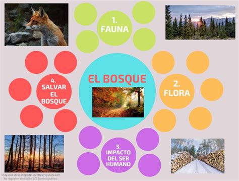 Mapa conceptual del Bosque de la Muerte