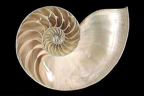 Caracola con patrón espiral