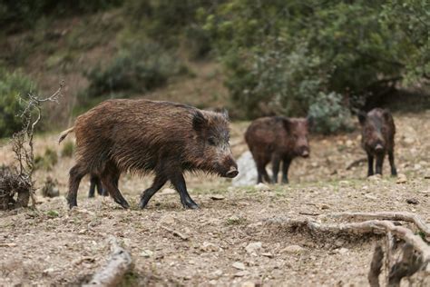 Fauna silvestre del parque: jabalí y pico mediano