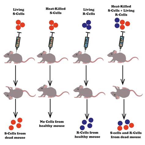 Griffith en el momento del Eclipse