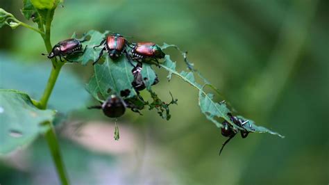 Friesia atacando con insectos