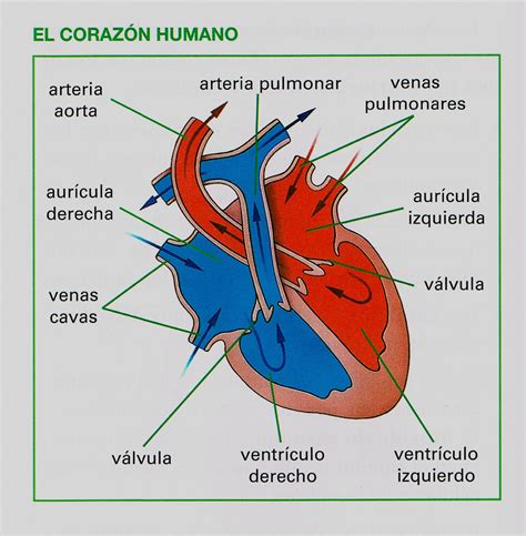 Representación del Corazón de Hada