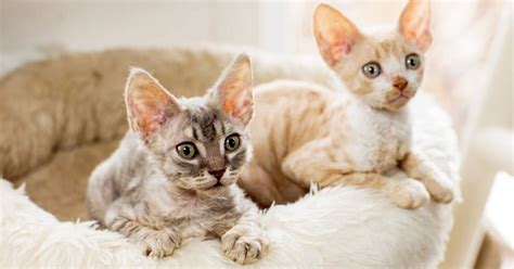 Diseño de Beerus inspirado en un gato Cornish Rex y deidades egipcias