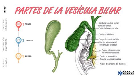 Anatomía de la vesícula biliar y las vías biliares