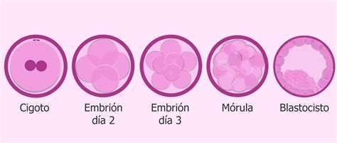 Boceto de Cell en estado embrionario