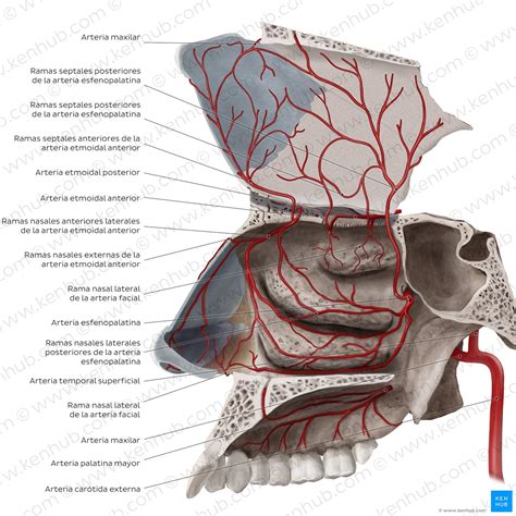 Anatomía de la nariz con vasos sanguíneos