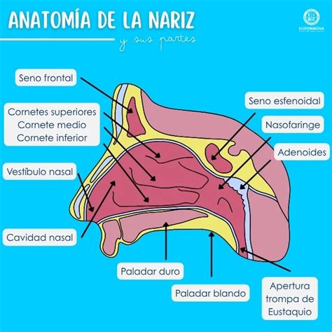 Diagrama de las arterias principales de la nariz