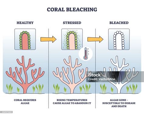 Proceso de blanqueamiento de corales por el sol