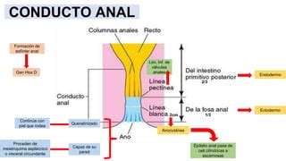 Ilustración de la anatomía anal y circundante