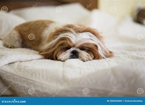 Perro Shih Tzu durmiendo en una cama cómoda