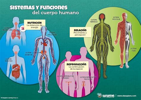 Estructura y funciones del Cuerpo de Exploración