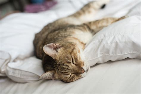 gato durmiendo junto a su dueña