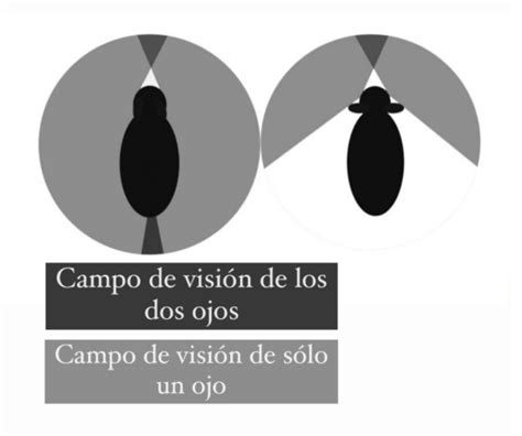 Diagrama que muestra el campo de visión de 360° del Byakugan y los puntos ciegos