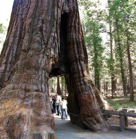 Secuoyas gigantes en California