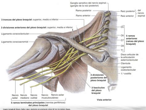 Diagrama de la anatomía del plexo braquial
