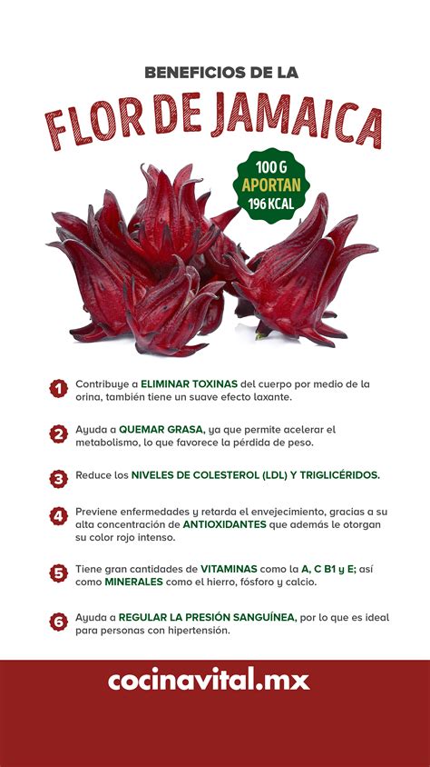 Infografía sobre los beneficios de la flor de Jamaica para la piel