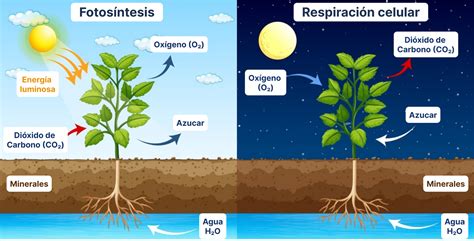 Diagrama de las formas de la Respiración Solar
