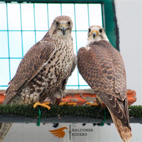 Fotograma de la Banda de los Halcones en formación de batalla