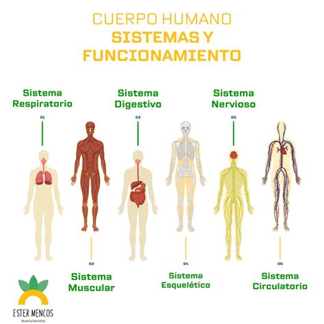 Ilustración de los tres sistemas energéticos del cuerpo humano