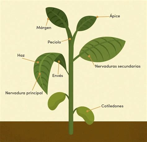 Diagrama de las partes del Rey Espíritu