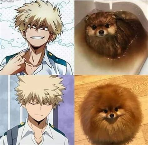 Meme comparando a Bakugo con un Pomerania