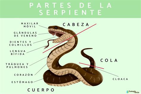 La verdadera forma de Melascula como una serpiente