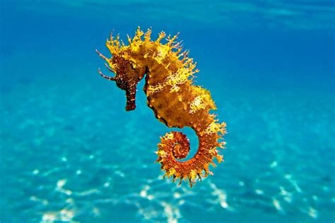 Representación de Tatsu, el caballito de mar, con aura hipnótica