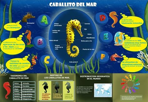 Infografía comparativa: Caballito de mar real vs. Tatsu de One Piece