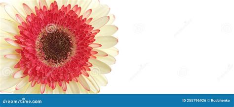 Gerbera roja y blanca