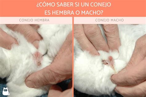 Diagrama para identificar el sexo de un conejo
