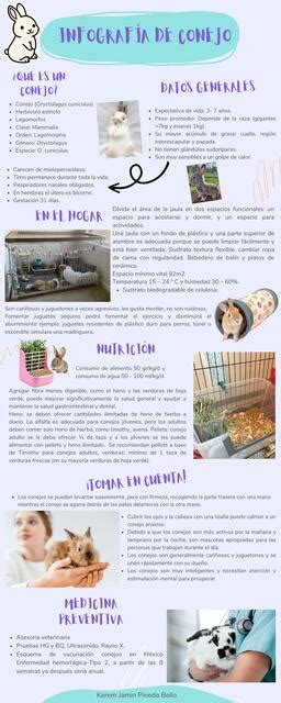 Infografía sobre cuidados básicos de conejos