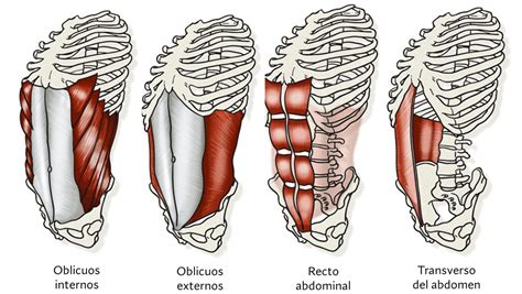 Gráfico comparativo de la activación muscular del recto abdominal, oblicuo externo e interno durante la flexión del tronco en diferentes inclinaciones