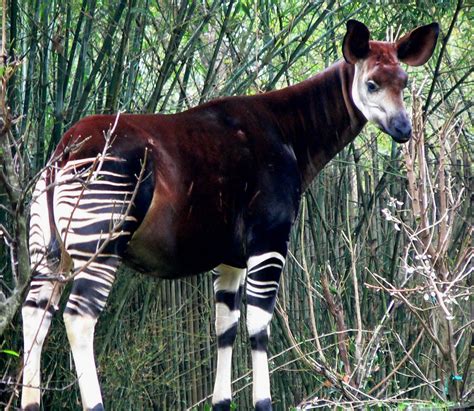 Comparación visual del Titán Okapi con un Okapi real