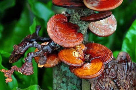 Aspecto del hongo Reishi (Ganoderma lucidum)
