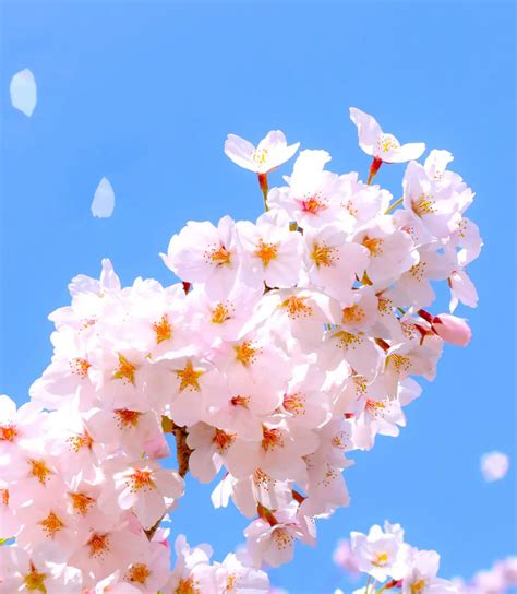 Flor de cerezo, símbolo de Sakura Haruno